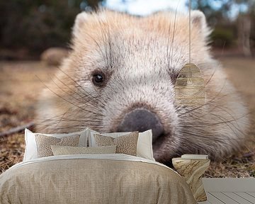 Wombat - Knuddel - Wombat - Australien Wildtier von Jiri Viehmann