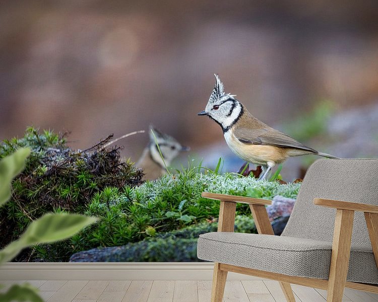 Aperçu de la chambre