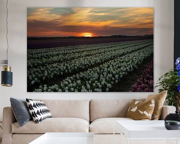 Bulb fields in the Netherlands during sunset. Hyacinths. by Gert Hilbink