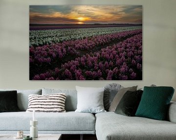 Hyacinths at sunset by Gert Hilbink