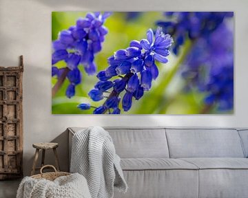 Grape Hyacinth Closeup by Samantha Schoenmakers