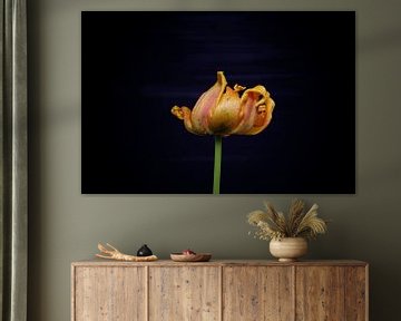 tulipe jaune à la fin de sa floraison avec un fond subtil sur Ribbi