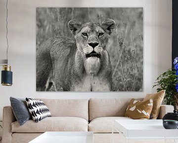 Schwarzer und weißer Löwe von Bart van Mastrigt