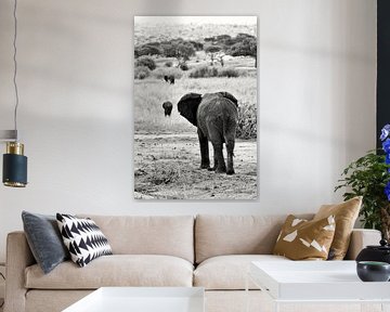 Zwart-wit olifant van Bart van Mastrigt