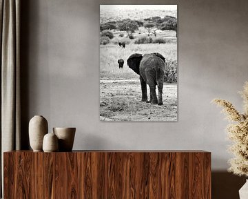Zwart-wit olifant van Bart van Mastrigt