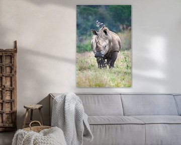 Rhino by Joop Bruurs