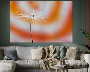 Dandelion orange by Miranda van Hulst