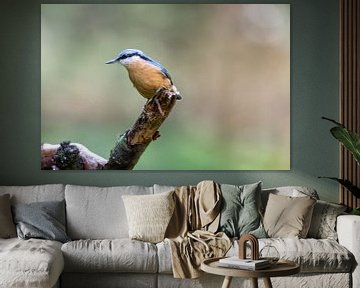 Nuthatch sur Merijn Loch