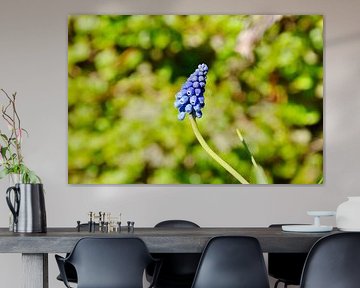 Spring by Tuur Van Hove