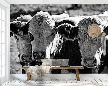 Drie koeien in zwart wit