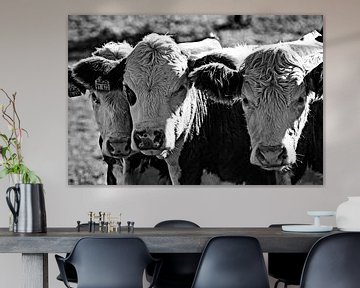 Three cows in black and white