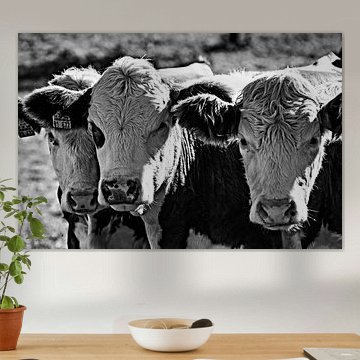 Three cows in black and white