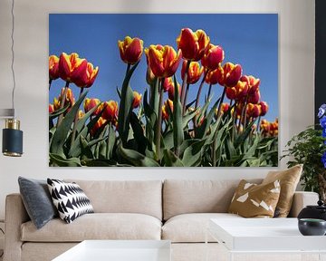 Tulipes sur Ingrid Mooij