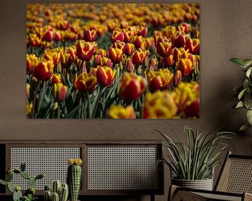 Tulipfield von Ingrid Mooij