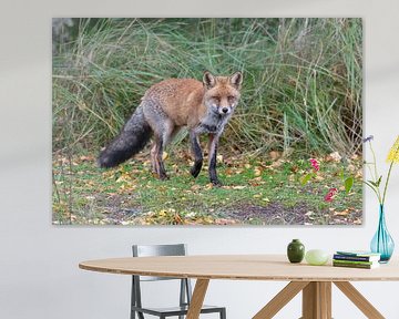 Vos in de Amsterdamse Waterleidingduinen van Merijn Loch