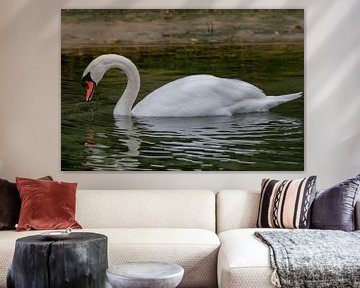 Swan by Merijn Loch