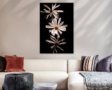 trio of flowering magnolia flowers by Ribbi