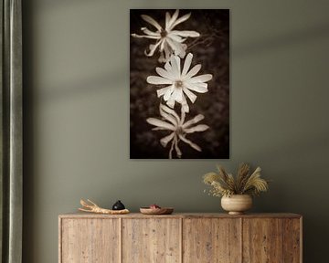 trio of flowering magnolia flowers by Ribbi