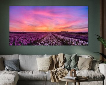 Sunset over the bulb fields (Panorama) by Marcel van den Bos