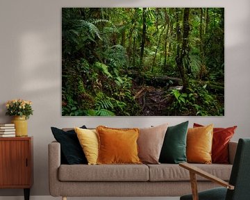 Wandelen in het regenwoud van Panama van Michiel Dros