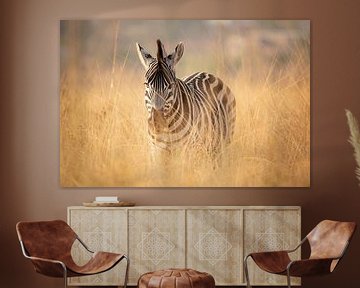 Zebra in Zuid-Afrika van Daniel Parengkuan