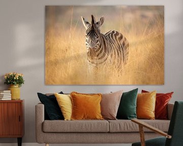 Zebra in Südafrika von Daniel Parengkuan