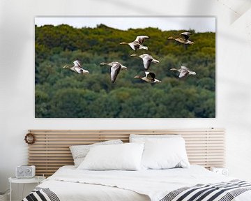geese in flight, Heteren, netherlands by Johan Swaneveld