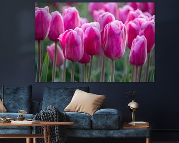Roze tulpen met dauw van Ton van Waard - Pro-Moois