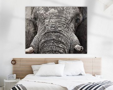 elephant by Ed Dorrestein