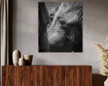 olifanten van Ed Dorrestein