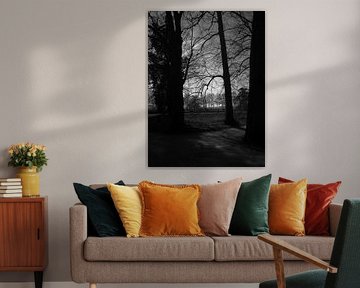 The forest in darkness