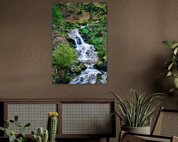 Little stream in the Black Forest