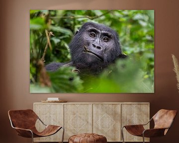 Gorilla in Oeganda - Bwindi Impenetrable Forest National Park van Maxime van Moergastel