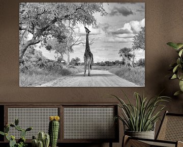 Giraffe in de straat van Angelika Stern