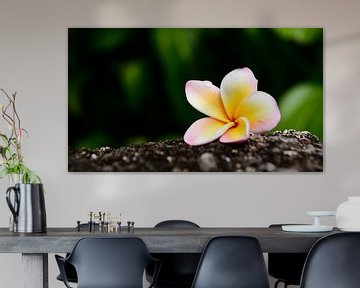 Frangipani op een steen van Denis Feiner