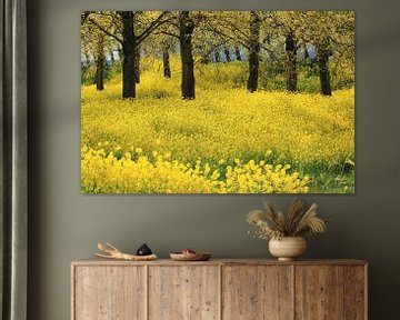 Splendeur des fleurs jaunes de colza sur Bobsphotography