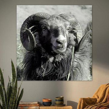 Béliers, moutons. Portrait.