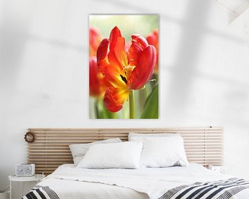 Rote Tulpe von LHJB Photography