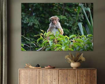 Neugieriger Macaque in Sri Lanka von My Footprints