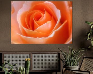 Oranje roos van LHJB Photography