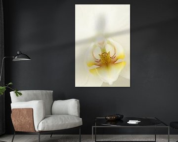 Orchidée blanche sur LHJB Photography