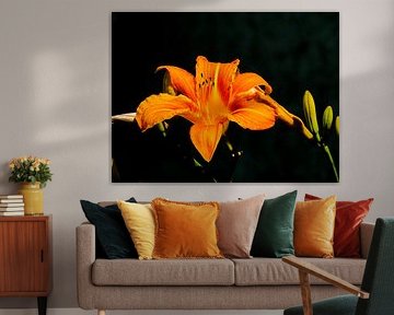 Flower in the Night