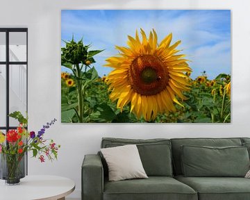 Yellow sunflower in Ooijpolder by My Footprints