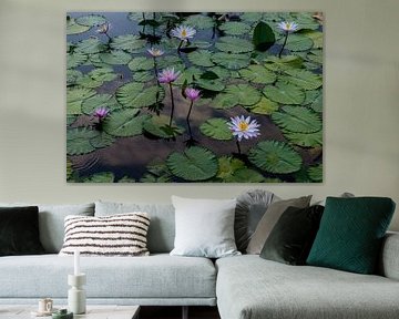 Water lilies in Bali by Ellis Peeters