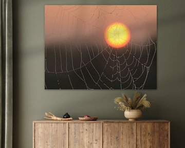 Zon achter spinnenweb