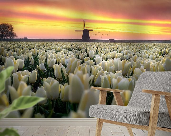 Beispiel fototapete: Holländische Tulpe Sonnenaufgang von Costas Ganasos