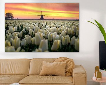 Lever de soleil sur les tulipes néerlandaises sur Costas Ganasos