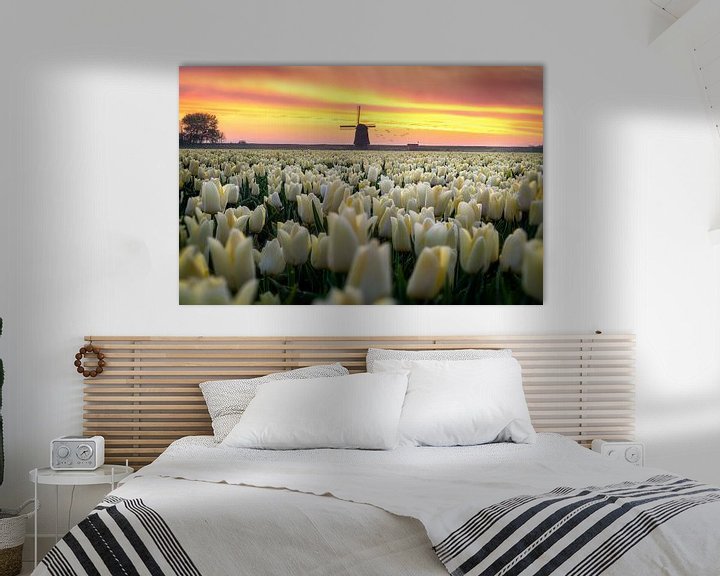 Beispiel: Holländische Tulpe Sonnenaufgang von Costas Ganasos