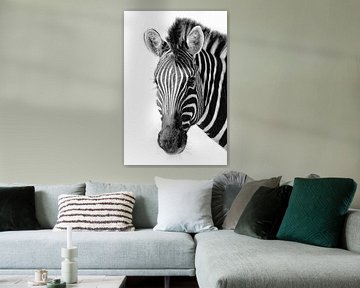 Zebra sur Denis Feiner