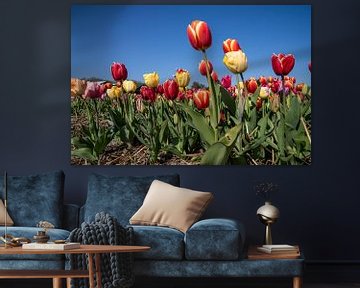 Coloured Tulips by Hélène Wiesenhaan
